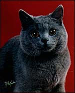 British Shorthair