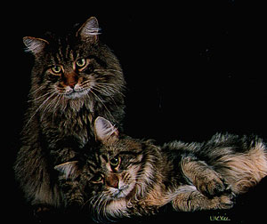 Maine Coon Cat