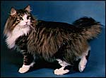 Norwegian Forest Cat