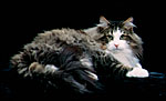 Norwegian Forest Cat