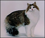 Norwegian Forest Cat